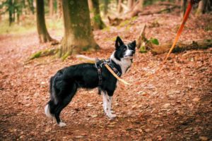 Produktbild Recycelte Hundeleine von Hundefreund
