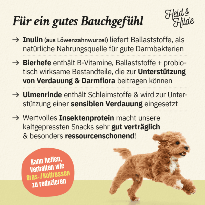 02-Darm-Bauchgefühl